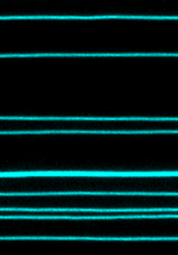 Time-lapse fluorescence microscopy of a membrane nanotube undergoing fission