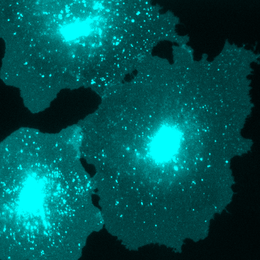 Live-cell fluorescence microscopy showing membrane-associated transferrin receptor puncta and tubular structures