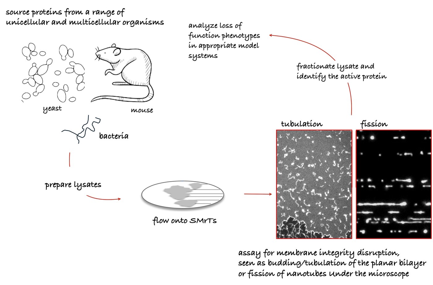 Workflow diagram: proteins are sourced from yeast, mouse and bacteria; lysates are prepared and flowed onto Supported Membrane Templates (SMrTs); the assay reads out membrane integrity disruption as tubulation of the planar bilayer or fission of nanotubes under the microscope; the lysate is fractionated to identify the active protein, whose loss-of-function phenotype is then analyzed in the appropriate model system.